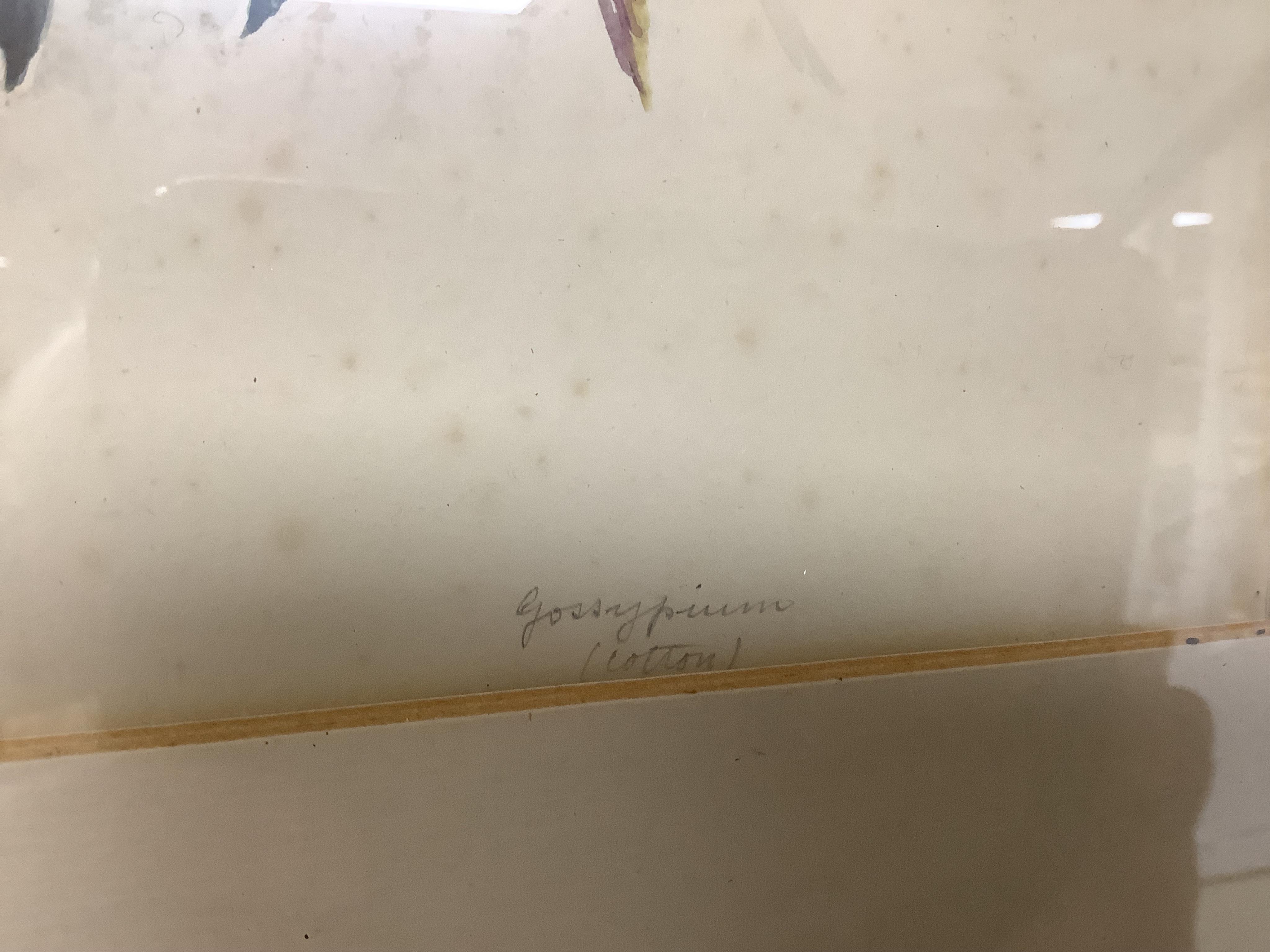 Late 19th / early 20th century school, set of eighteen watercolours, botanical studies, some with Latin pencil inscriptions, unsigned, 29 x 22cm